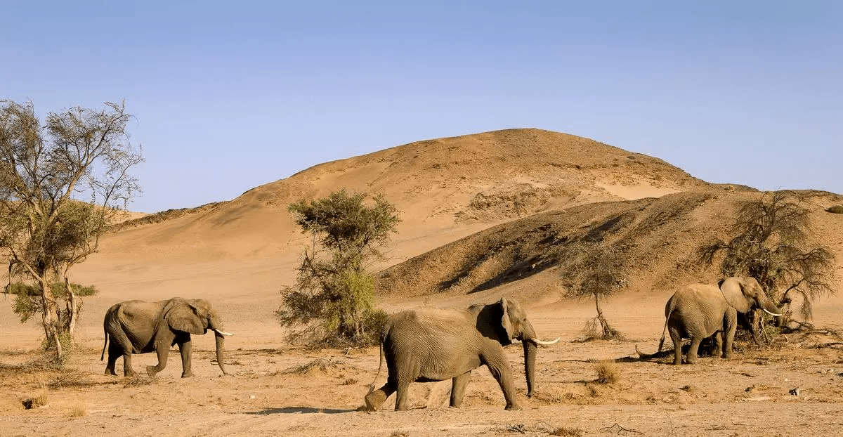 xdesert_elephant_121.jpg.pagespeed.ic.Y1qjH_aJO8